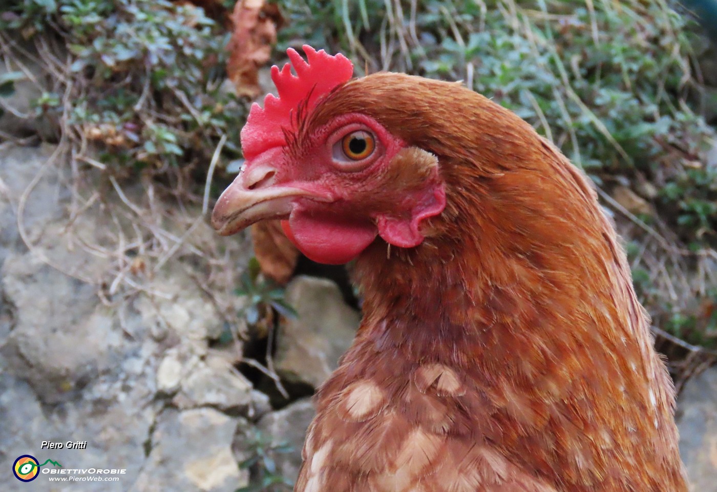 67 Una gallina ci osserva ben bene.JPG